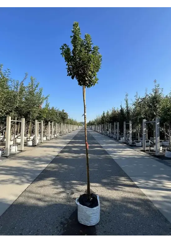 Kugel Feldahorn 'Annys Globe' | Acer campestre 'Annys Globe'