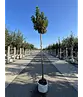Kugel Feldahorn 'Annys Globe' | Acer campestre 'Annys Globe'