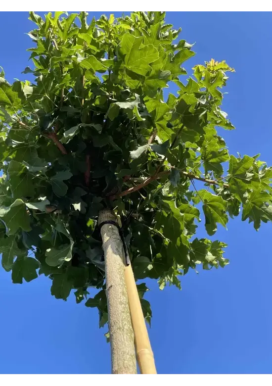 Kugel Feldahorn 'Annys Globe' | Acer campestre 'Annys Globe'