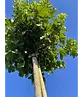 Kugel Feldahorn 'Annys Globe' | Acer campestre 'Annys Globe'
