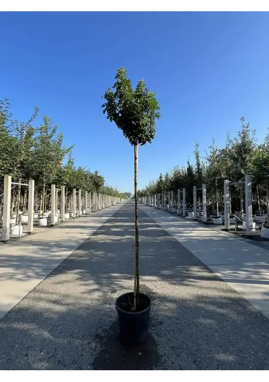 Kugel Feldahorn 'Annys Globe' | Acer campestre 'Annys Globe'
