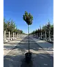 Kugel Feldahorn 'Annys Globe' | Acer campestre 'Annys Globe'