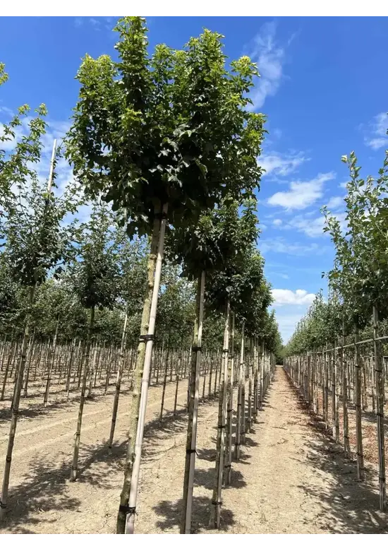 Kugel Feldahorn 'Annys Globe' | Acer campestre 'Annys Globe'