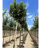 Kugel Feldahorn 'Annys Globe' | Acer campestre 'Annys Globe'