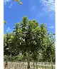 Kugel Feldahorn 'Annys Globe' | Acer campestre 'Annys Globe'