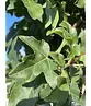 Kugel Feldahorn 'Annys Globe' | Acer campestre 'Annys Globe'