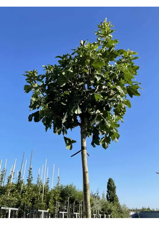 Kugel Feldahorn 'Annys Globe' | Acer campestre 'Annys Globe'