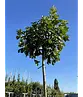 Kugel Feldahorn 'Annys Globe' | Acer campestre 'Annys Globe'