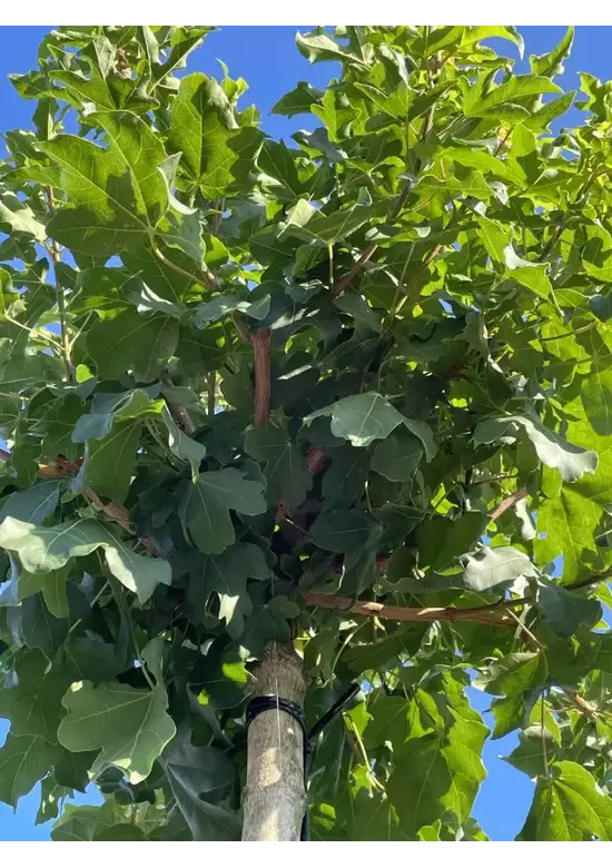 Kugel Feldahorn 'Annys Globe' | Acer campestre 'Annys Globe'
