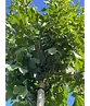 Kugel Feldahorn 'Annys Globe' | Acer campestre 'Annys Globe'