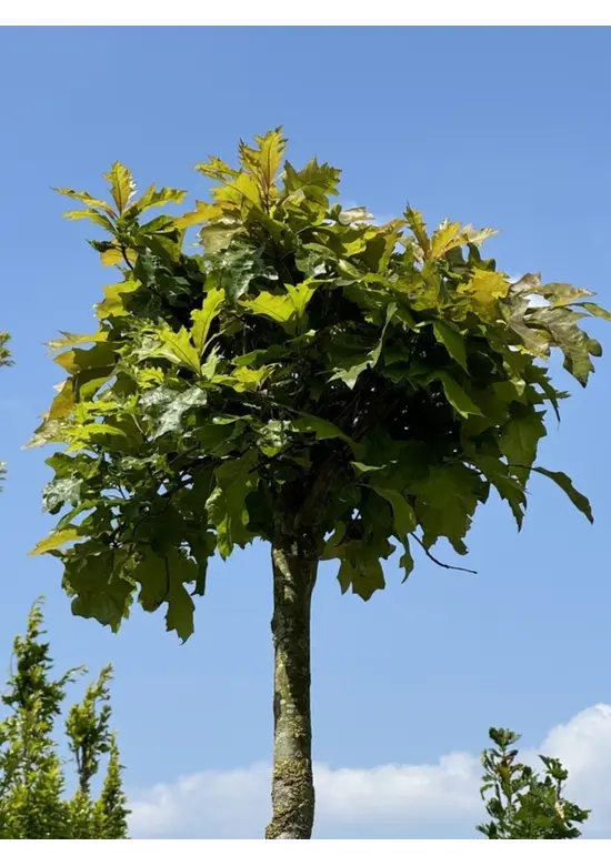 Kugelsumpfeiche 'Green Dwarf' | Quercus palustris 'Green Dwarf'