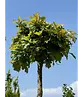 Kugelsumpfeiche 'Green Dwarf' | Quercus palustris 'Green Dwarf'