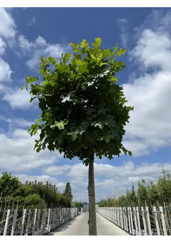Kugelsumpfeiche 'Green Dwarf' | Quercus palustris 'Green Dwarf'