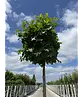 Kugelsumpfeiche 'Green Dwarf' | Quercus palustris 'Green Dwarf'