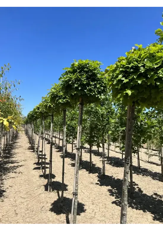 Kugelsumpfeiche 'Green Dwarf' | Quercus palustris 'Green Dwarf'