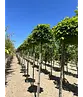 Kugelsumpfeiche 'Green Dwarf' | Quercus palustris 'Green Dwarf'