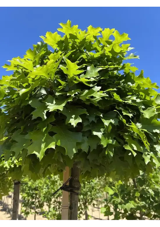 Kugelsumpfeiche 'Green Dwarf' | Quercus palustris 'Green Dwarf'