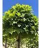 Kugelsumpfeiche 'Green Dwarf' | Quercus palustris 'Green Dwarf'
