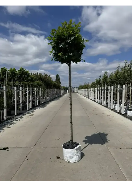Kugelsumpfeiche 'Green Dwarf' | Quercus palustris 'Green Dwarf'