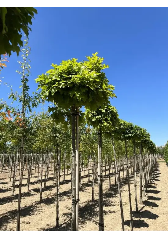 Kugelsumpfeiche 'Green Dwarf' | Quercus palustris 'Green Dwarf'