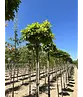 Kugelsumpfeiche 'Green Dwarf' | Quercus palustris 'Green Dwarf'
