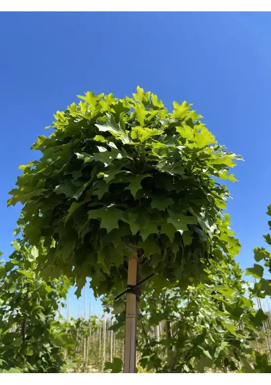 Kugelsumpfeiche 'Green Dwarf' | Quercus palustris 'Green Dwarf'
