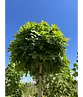 Kugelsumpfeiche 'Green Dwarf' | Quercus palustris 'Green Dwarf'