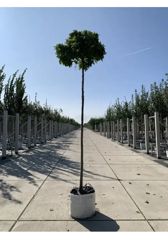Kugelsumpfeiche 'Green Dwarf' | Quercus palustris 'Green Dwarf'