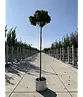 Kugelsumpfeiche 'Green Dwarf' | Quercus palustris 'Green Dwarf'