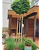 Kugelsumpfeiche 'Green Dwarf' | Quercus palustris 'Green Dwarf'