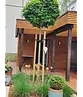 Kugelsumpfeiche 'Green Dwarf' | Quercus palustris 'Green Dwarf'