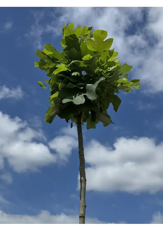 Kugel-Tulpenbaum 'Edward Gursztyn' | Liriodendron tulipifera 'Edward Gursztyn'