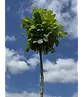 Kugel-Tulpenbaum 'Edward Gursztyn' | Liriodendron tulipifera 'Edward Gursztyn'