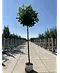 Kugel-Tulpenbaum 'Edward Gursztyn' | Liriodendron tulipifera 'Edward Gursztyn'