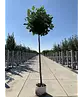 Kugel-Tulpenbaum 'Edward Gursztyn' | Liriodendron tulipifera 'Edward Gursztyn'