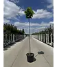 Kugel-Tulpenbaum 'Edward Gursztyn' | Liriodendron tulipifera 'Edward Gursztyn'