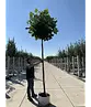 Kugel-Tulpenbaum 'Edward Gursztyn' | Liriodendron tulipifera 'Edward Gursztyn'