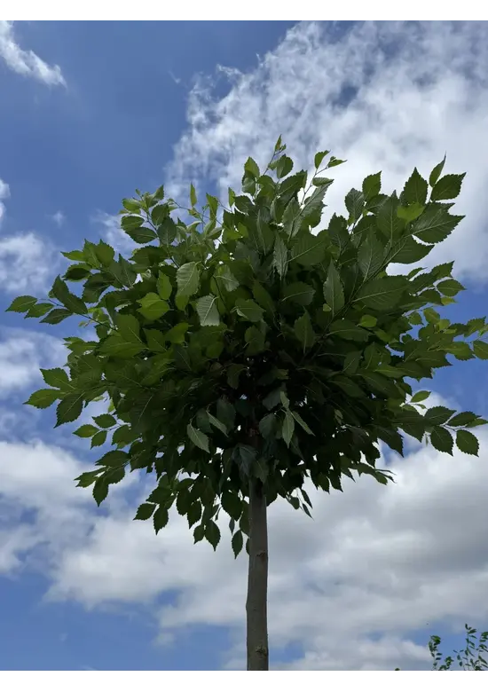 Kugel-Ulme | Ulmus minor 'Umbraculifera'