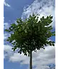 Kugel-Ulme | Ulmus minor 'Umbraculifera'