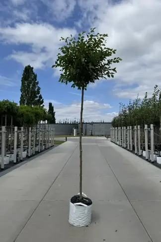 Kugel-Ulme | Ulmus minor 'Umbraculifera'