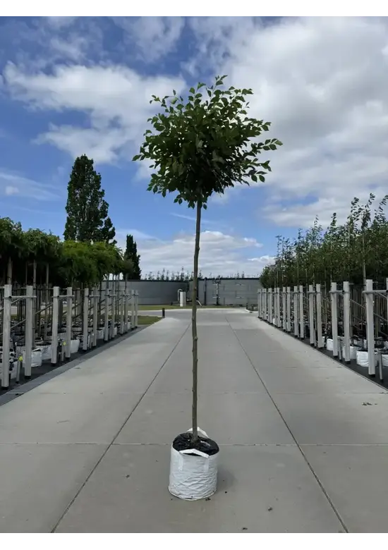 Kugel-Ulme | Ulmus minor 'Umbraculifera'
