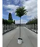 Kugel-Ulme | Ulmus minor 'Umbraculifera'