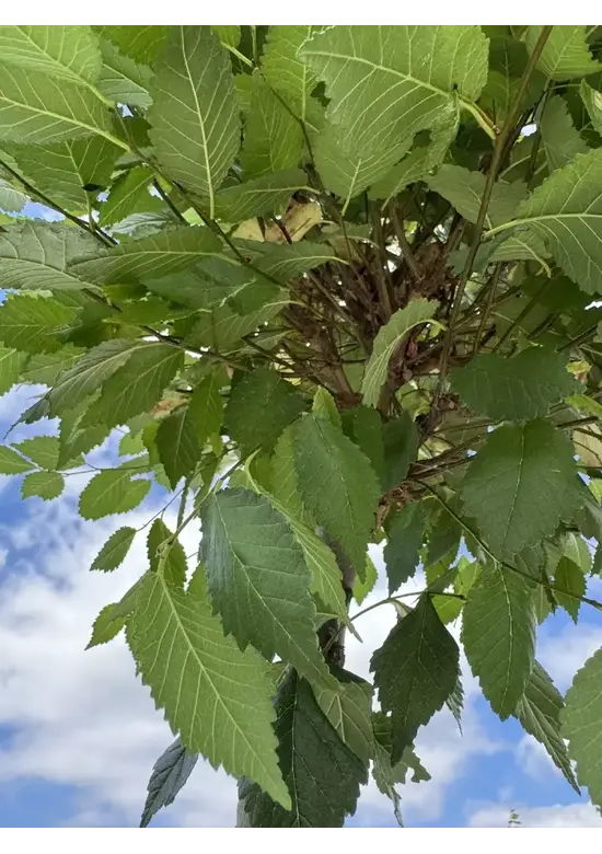 Kugel-Ulme | Ulmus minor 'Umbraculifera'