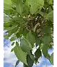 Kugel-Ulme | Ulmus minor 'Umbraculifera'
