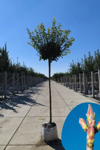 Kugel-Feldahorn 'Nanum' | Acer campestre 'Nanum'