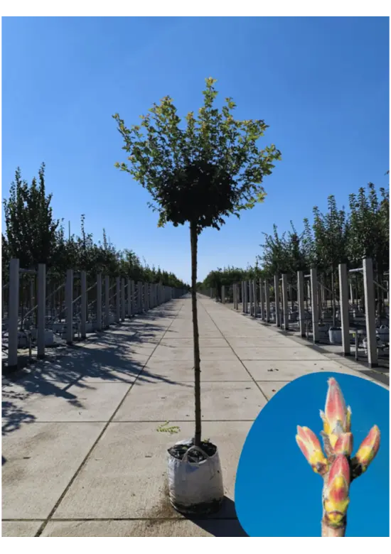Kugel-Feldahorn 'Nanum' | Acer campestre 'Nanum'