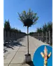 Kugel-Feldahorn 'Nanum' | Acer campestre 'Nanum'