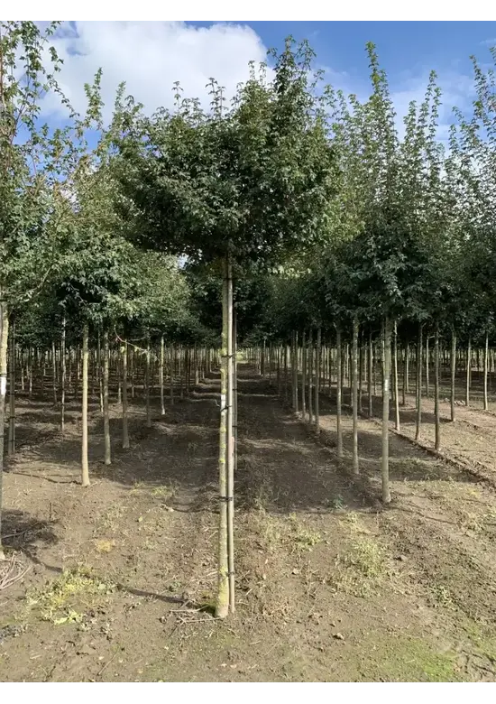 Kugel-Feldahorn 'Nanum' | Acer campestre 'Nanum'