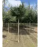 Kugel-Feldahorn 'Nanum' | Acer campestre 'Nanum'