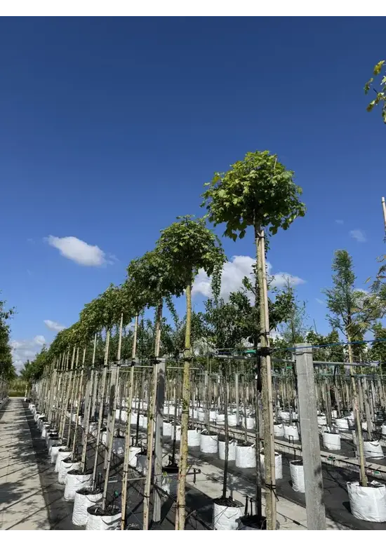 Kugel-Feldahorn 'Nanum' | Acer campestre 'Nanum'